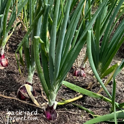 how to grow onions