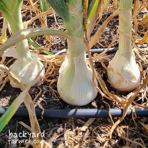 onions swelling near harvest