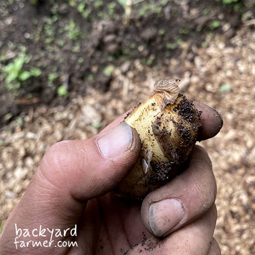 potato skin firmness