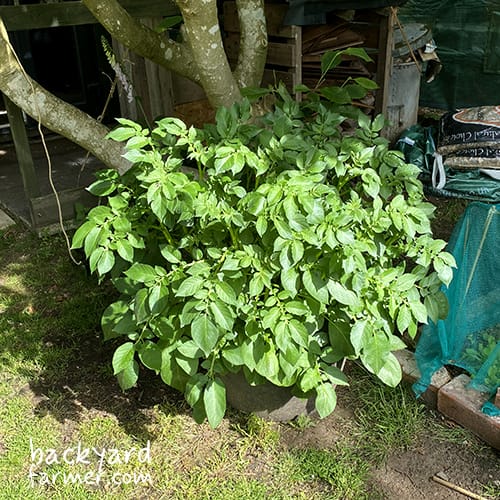 potatoes grown on Freds home plot