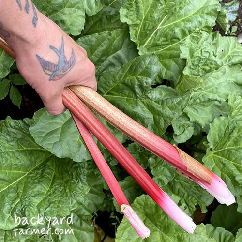 rhubarb grown on the wirral