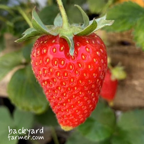 strawberry grown on the wirral