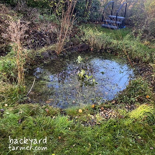 wildlife pond on the wirral NW UK