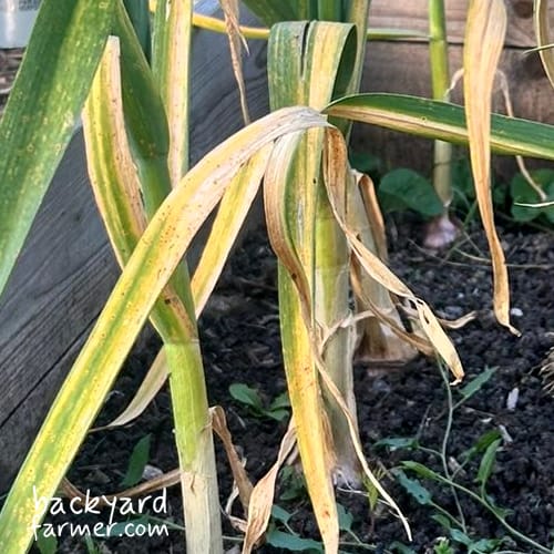 yellowing onion leaves