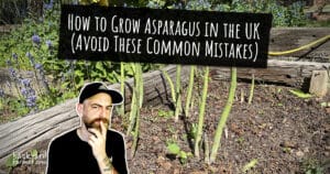 How to Grow Asparagus in the UK (Avoid These Common Mistakes)