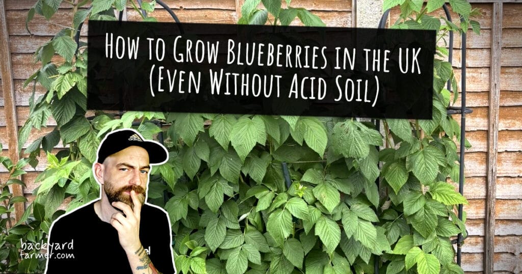 How to Grow Blueberries in the UK (Even Without Acid Soil)
