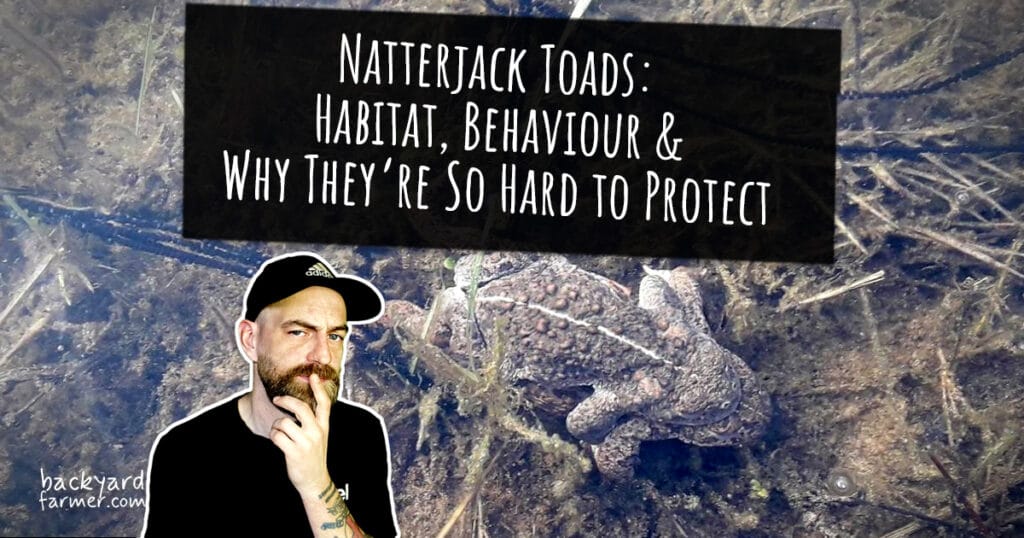 Natterjack Toad UK Habitat, Behaviour & Why They’re So Hard to Protect