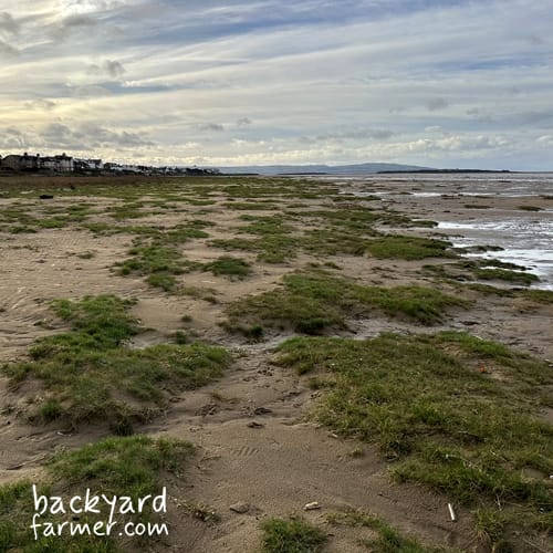 Saltmarsh and Estuary Edges​