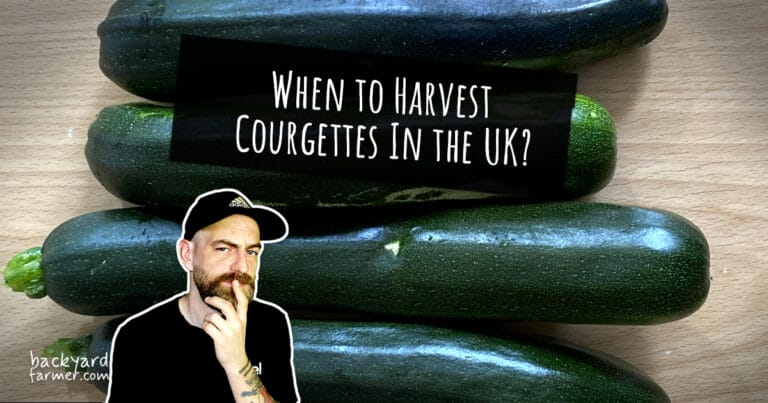 When to Harvest Courgettes UK