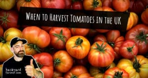 When to Harvest Tomatoes in the UK