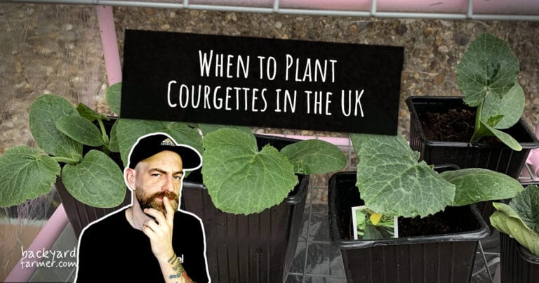 When to Plant Courgettes in the UK