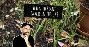 When to Plant Garlic in the UK