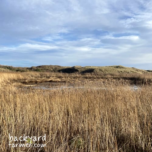 Wirral coastal slacks habitat protected