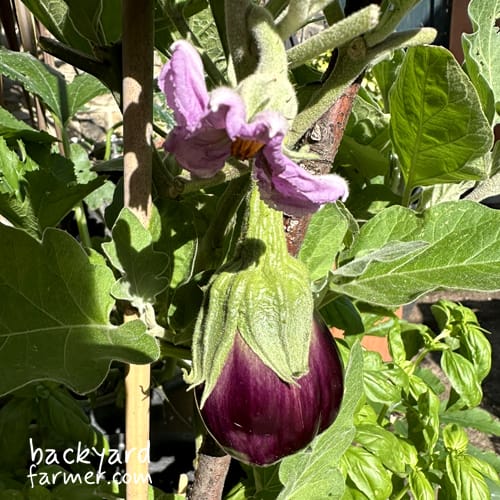 aubergine grown on the wirral