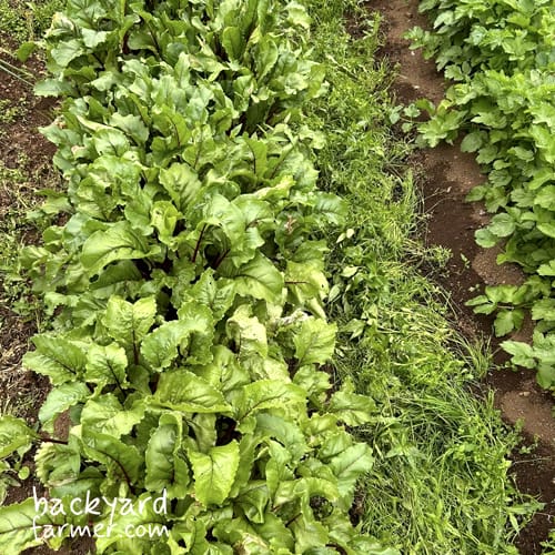 beetroot rows on the allotment