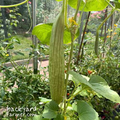 bitter melon on the allotment