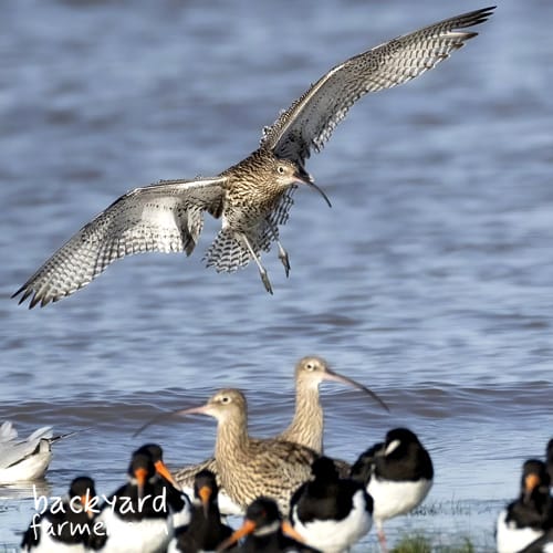 coastal birds wirral