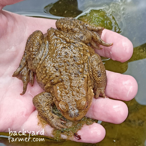 common toad uk