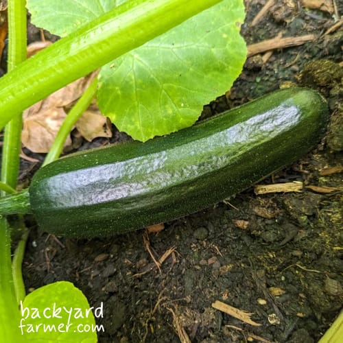 courgette easy to grow