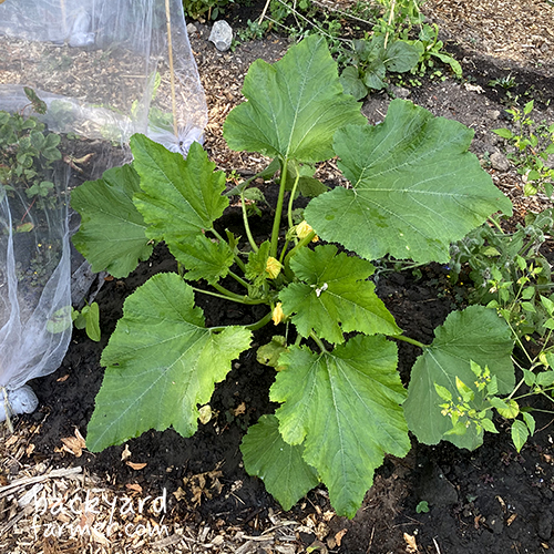 courgette growing on the allotment