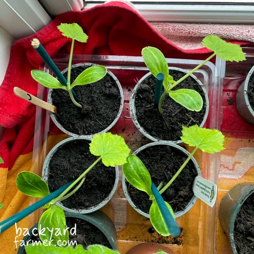 courgette seedlings