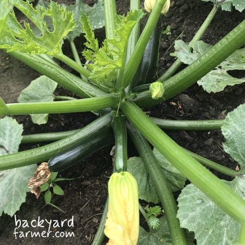courgettes in the sun