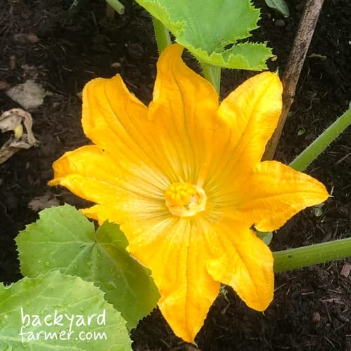 female courgette flower