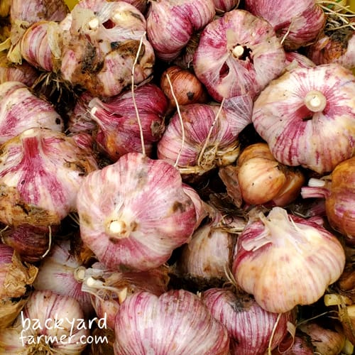growing garlic at home