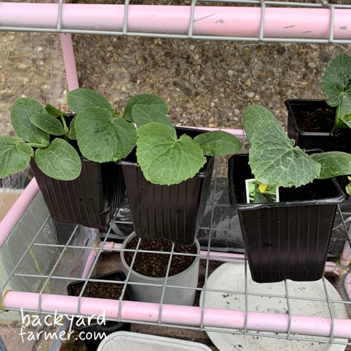 planting courgette seedlings