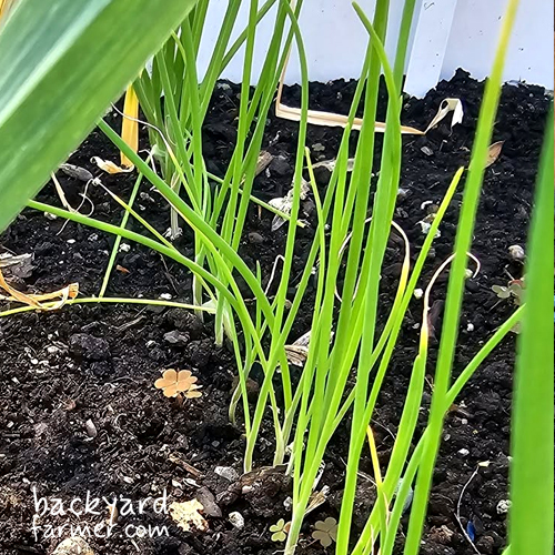 planting garlic