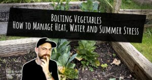Bolting Vegetables How to Manage Heat, Water and Summer Stress