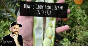 How to Grow Broad Beans in the UK