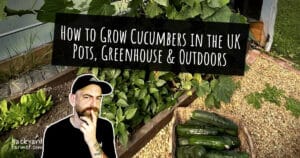 How to Grow Cucumbers in the UK. Pots, Greenhouse & Outdoors