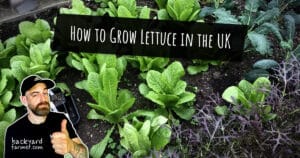 How to Grow Lettuce in the UK