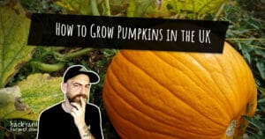 How to Grow Pumpkins in the UK