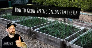 How to Grow Spring Onions in the UK