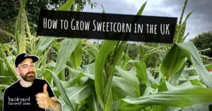 How to Grow Sweetcorn in the UK