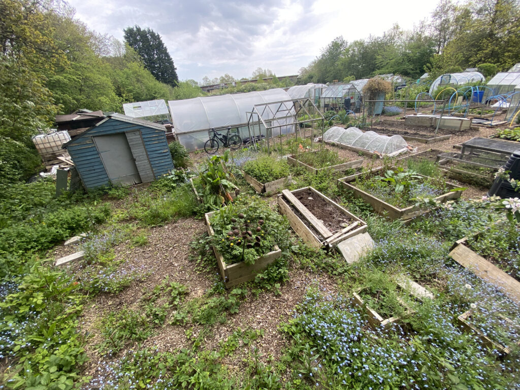 allotment before it was cleared week 1