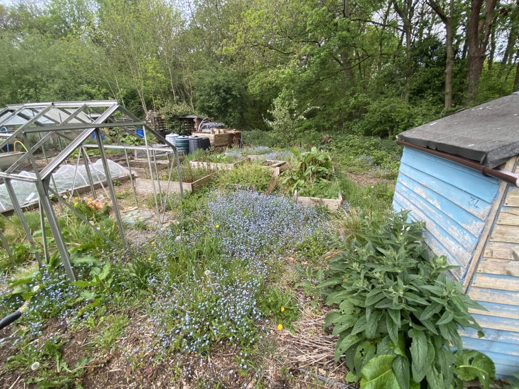 Week 1 on the allotment