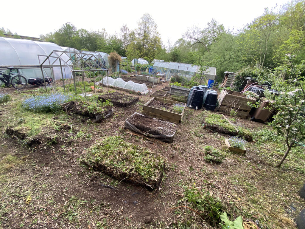 after the first few hours on the allotment