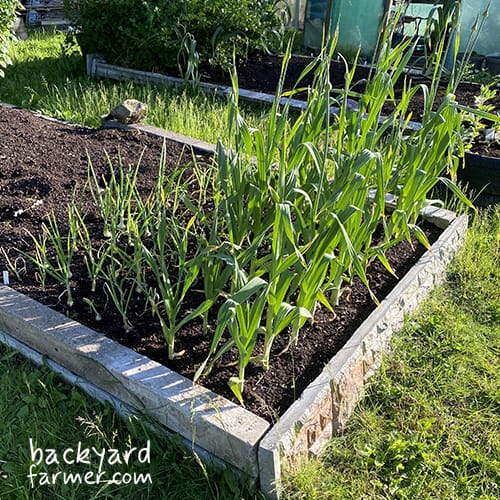 Leeks grown in succession at the allotment