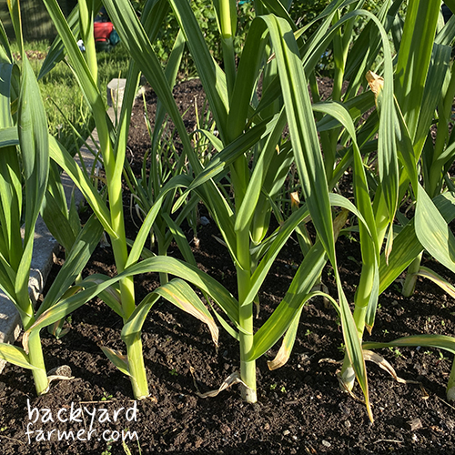 Leeks grown on my allotment on the wirral uk