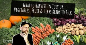 What to Harvest in July UK Vegetables, Fruit & Herbs Ready to Pick