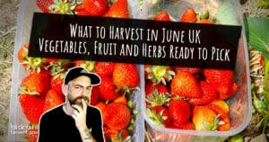What to Harvest in June UK Vegetables, Fruit and Herbs Ready to Pick