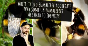 White-tailed Bumblebee Aggregate Why Some UK Bumblebees Are Hard to Identify