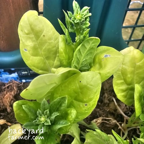 bolting spinach
