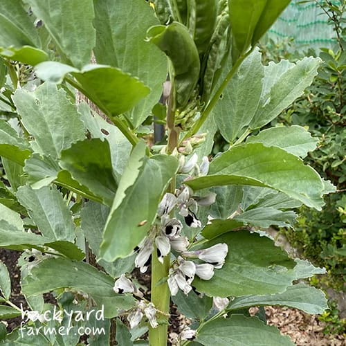 broad bean flowers with leaf edges nipped by pests