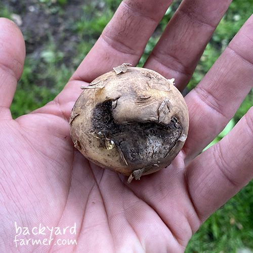 damaged potato from storage