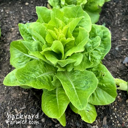 lettuce leaf ready in june