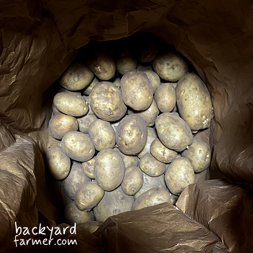 my stored potatoes from the allotment